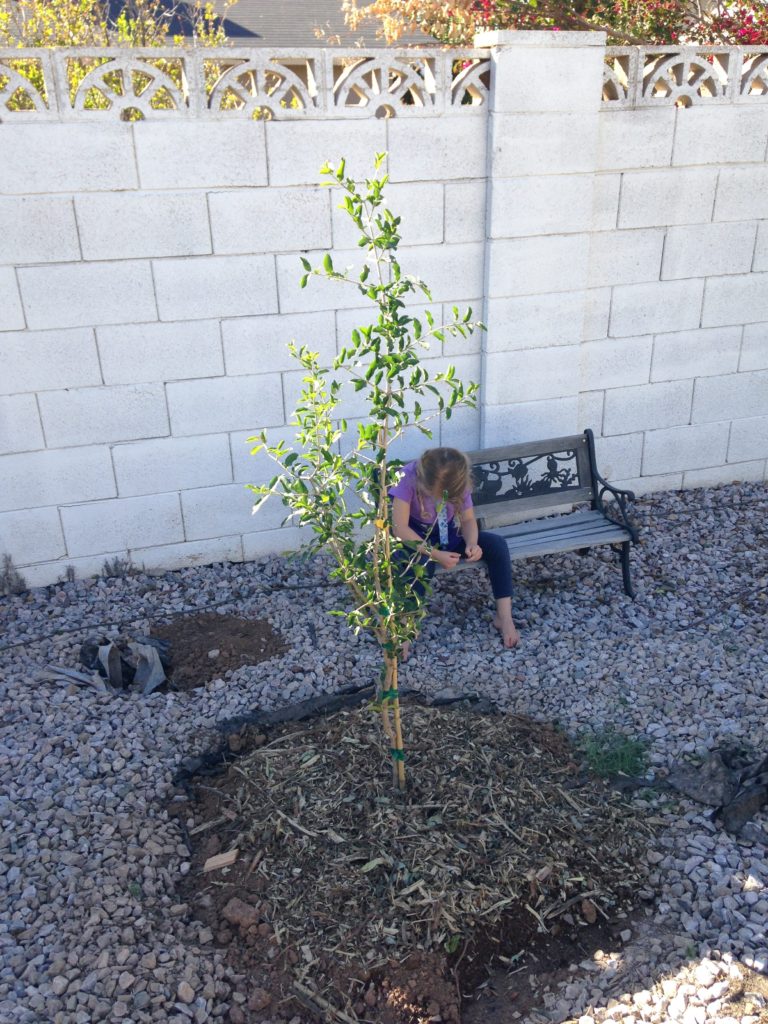 How to Improve Clay Soil for Fruit Trees Garden of Luma