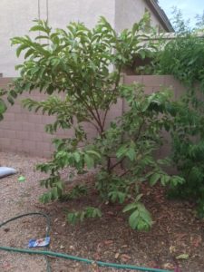 guava trees for hot, dry climates