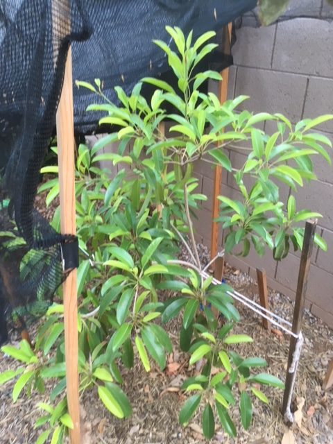 Growing Sapodilla in Hot, Dry Climates (Chikoo) - Garden of Luma Garden ...