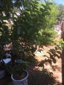 guava trees in hot, dry climates