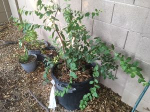 blueberries in hot, dry climates