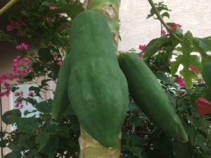 papaya in hot, dry climates