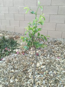 growing a jujube tree in hot, dry climates