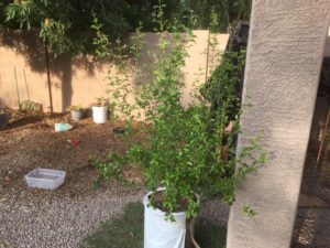 growing fruit trees in containers