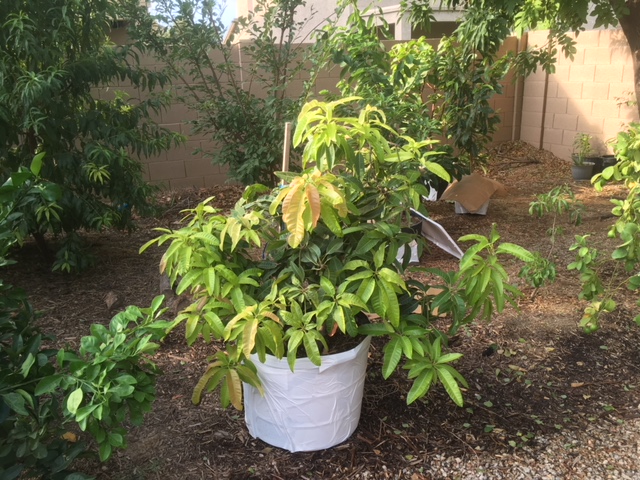 Growing Fruit Trees in Containers in Hot Climates