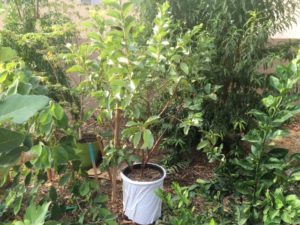 growing fruit trees in container