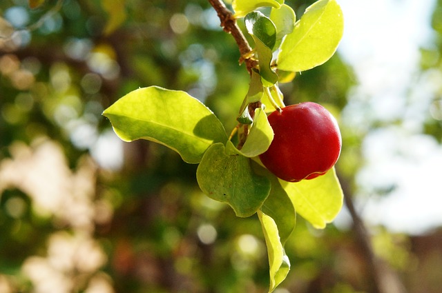 Growing Acerola Cherry Tree Barbados Cherry In Hot Dry Climates