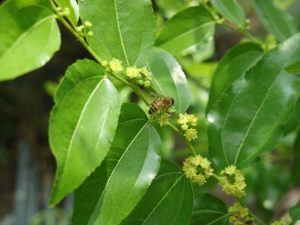 growing jujube in hot, dry climates