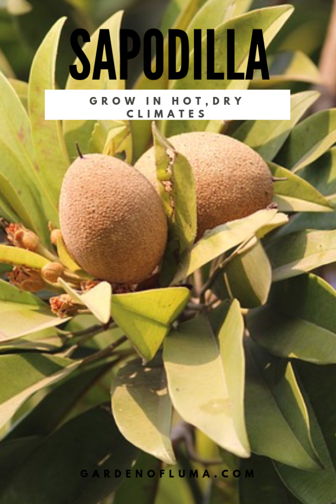 Growing Sapodilla in Hot, Dry Climates (Chikoo) Garden of Luma Garden