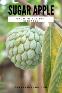 sugar apple in hot, dry climates