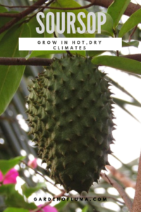 soursop in hot, dry climates