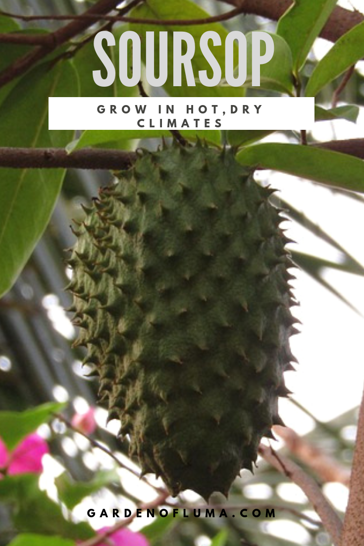 Growing a Soursop Tree in Hot, Dry Climates - Garden of Luma