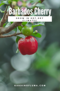 grow acerola cherry in hot, dry climates