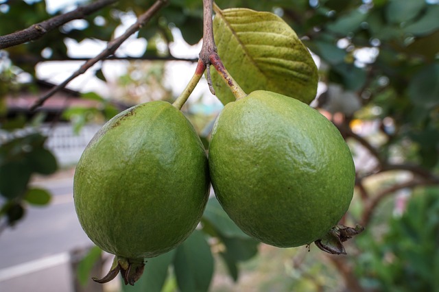 Growing Tropical Guava Trees in Hot, Dry Climates