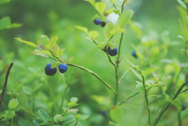 Growing Blueberries in Hot, Dry Climates