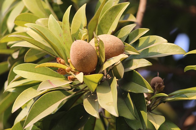 Growing Sapodilla in Hot, Dry Climates (Chikoo)