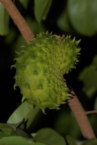 soursop tree in hot, dry climates