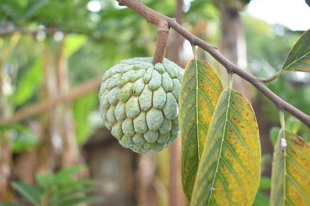 Growing Sugar Apple in Hot, Dry Climates