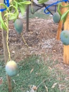mango trees in hot, dry climates