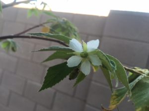 growing jamaican cherry in hot, dry climates
