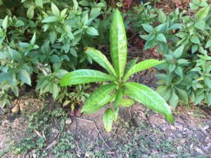 Growing Canistel in Hot, Dry Climates - Garden of Luma