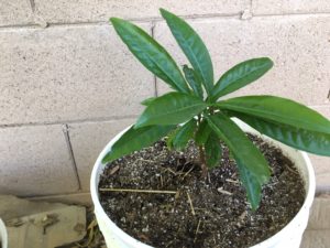 growing canistel in hot, dry climates