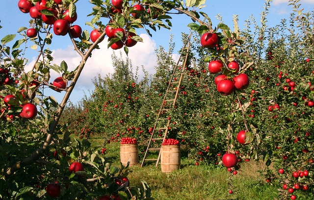 10 Must Have Tips for Growing a Fruit Tree