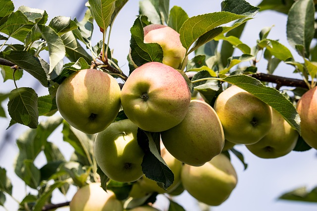 Maintaining Healthy Fruit Trees in Hot, Dry Climates