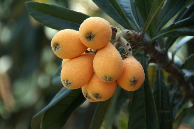 How to Grow a Loquat Tree in Hot, Dry Climates