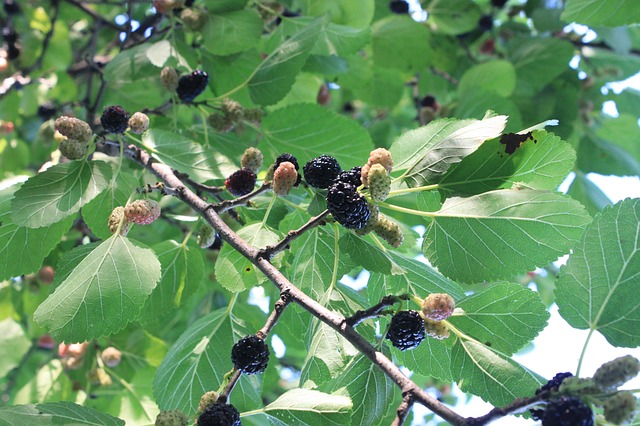 Growing a Mulberry Tree in Hot, Dry Climates
