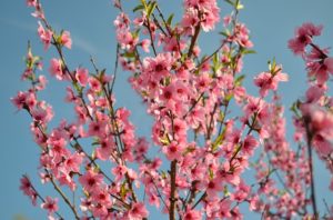 peach trees in hot, dry climates