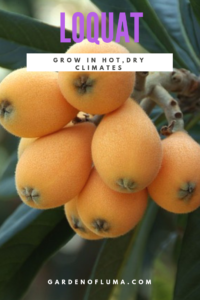 loquat tree in hot, dry climates