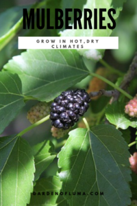 mulberry tree in hot, dry climates