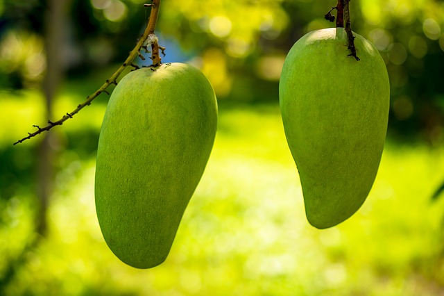 Growing Mango Trees in Hot, Dry Climates