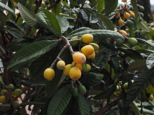loquat in hot, dry climates