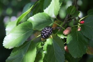 mulberry tree in hot, dry climates