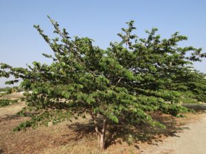 jamaican cherry in hot, dry climates