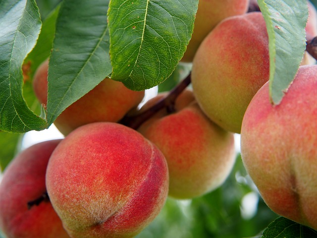 Growing Peach Trees in Hot, Dry Climates