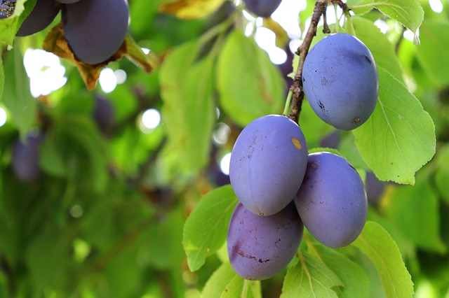 Growing Plum Trees in Hot, Dry Climates - Garden of Luma