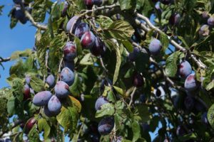 plum trees in hot, dry climates