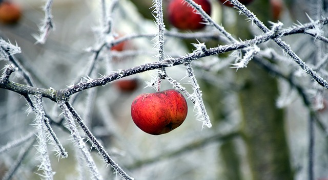 How to Protect Tropical Fruit Trees from Cold