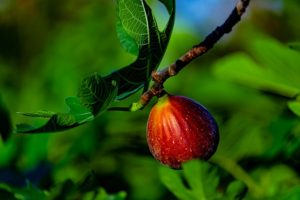 fruit trees that produce fruit fast