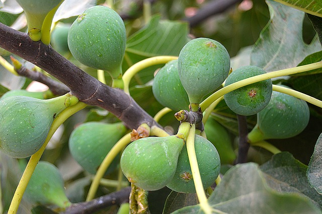 Fruit Trees that Produce Fruit Fast