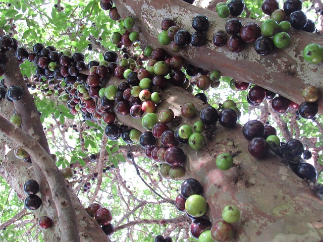 Growing Jaboticaba in Hot, Dry Climates