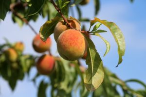 fruit trees that produce fruit fast