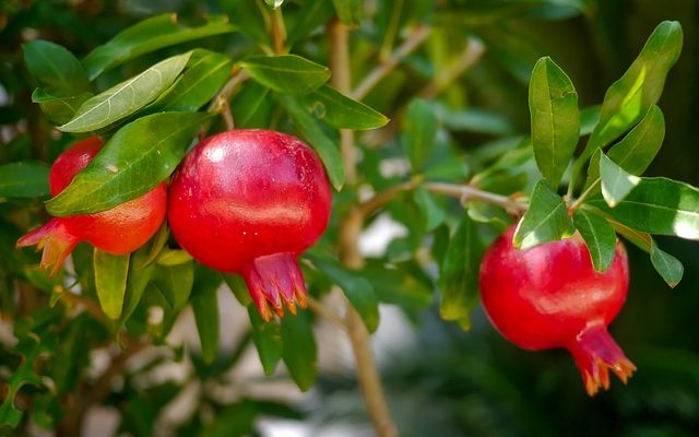 Grow Pomegranates in Hot, Dry climates