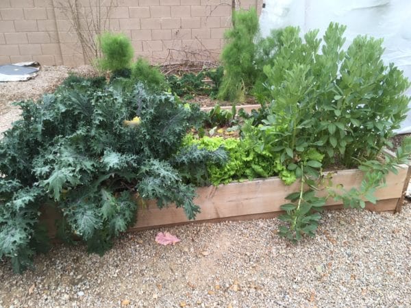 Beginner Tips for a Thriving Garden in Hot Climates