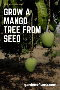 grow a mango tree from seed