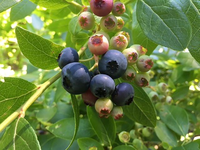 berries to grow in hot, dry climates