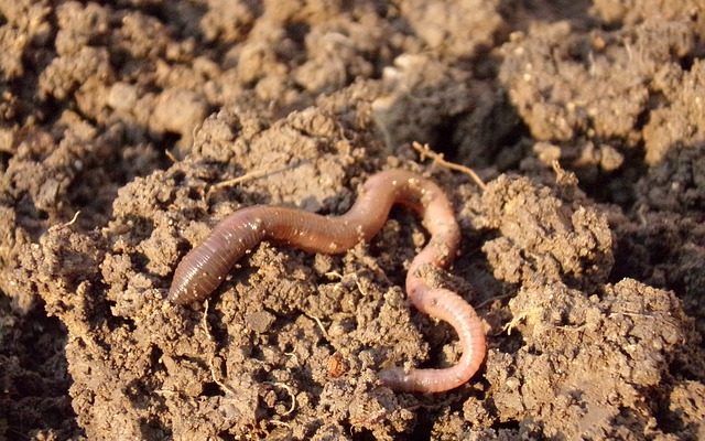 How to Increase Earthworms in Soil